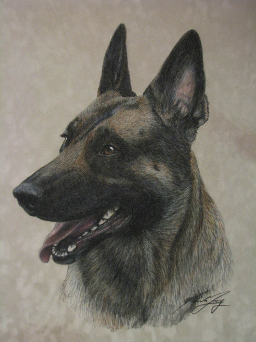 Portrait of malinois